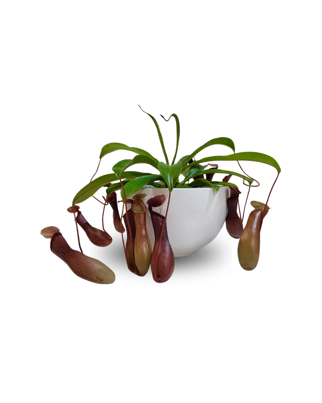 Nepenthes alata 'Monk' (Kukaiņēdāja augs)