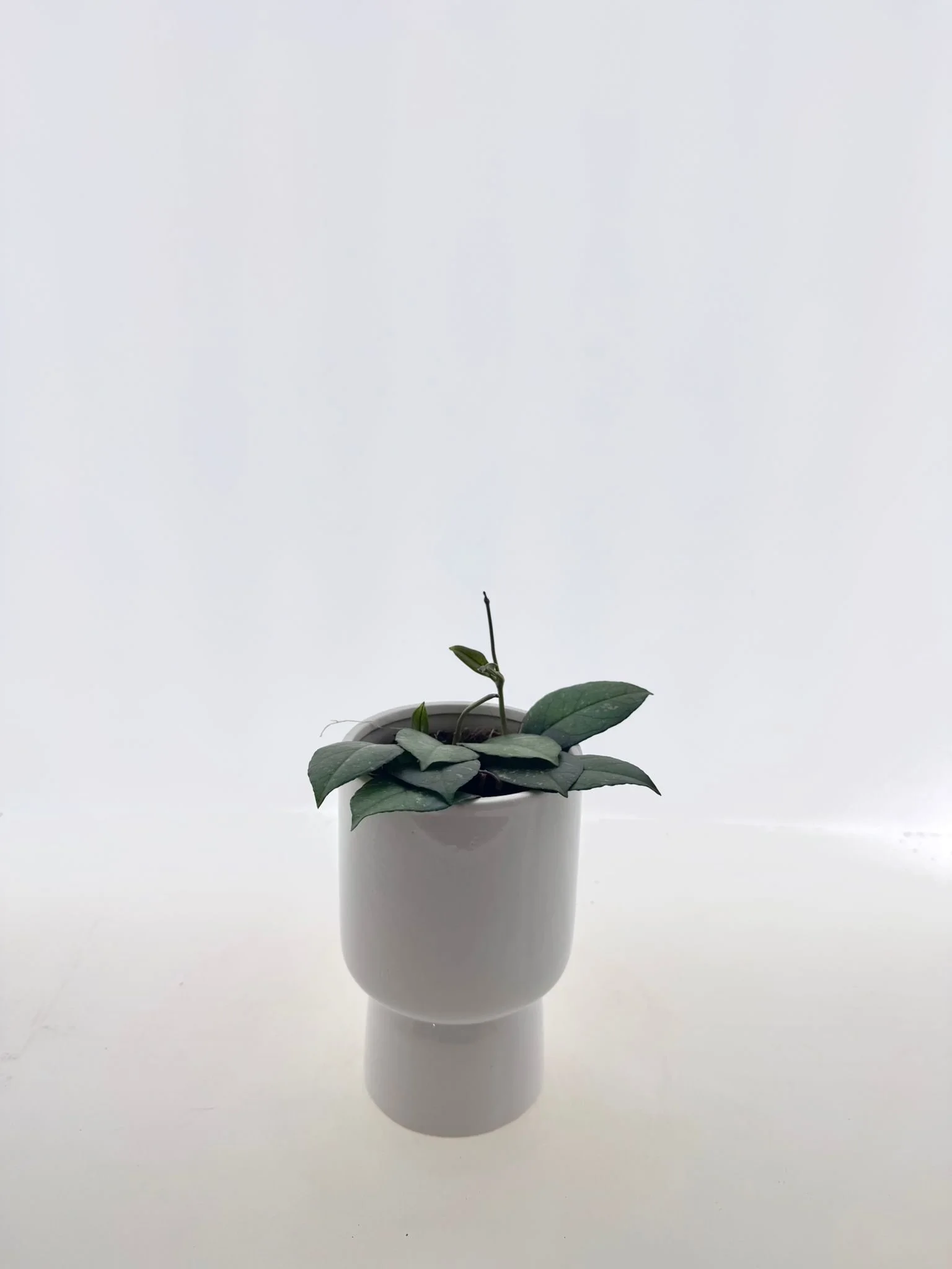 HOYA '' CRASSIPETIOLATA SPLASH ''