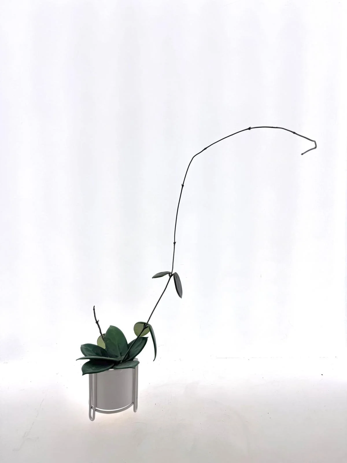 Hoya vangviengiensis