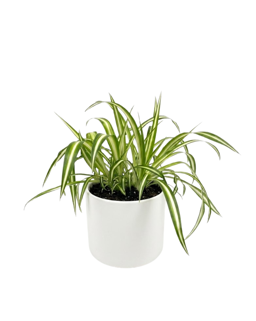 Chlorophytum jeb hlorofīts