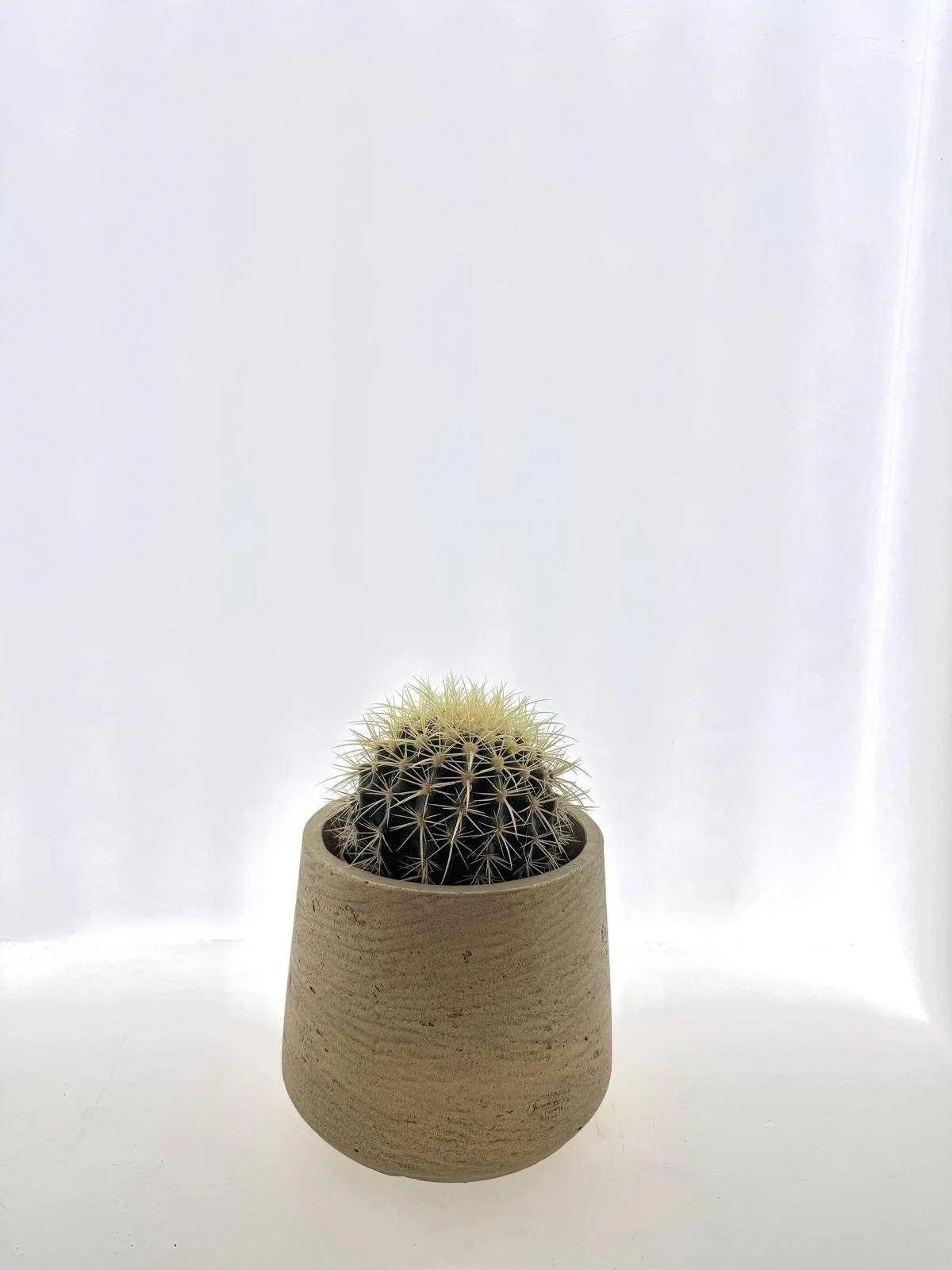 Echinocactus grusonii