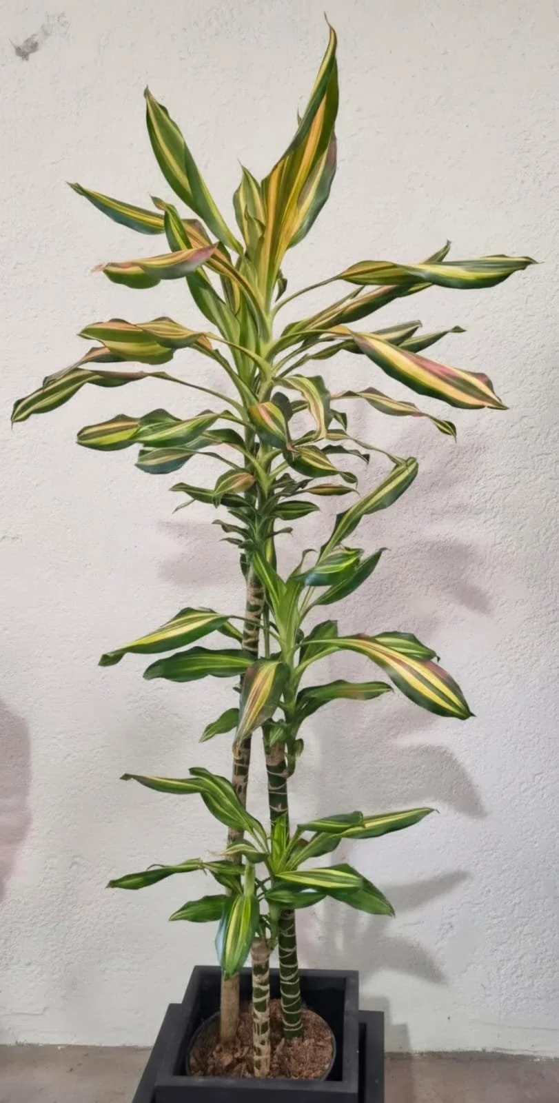 WhatsApp Image 2026-03-17 at 15.53.03 (1).jpeg