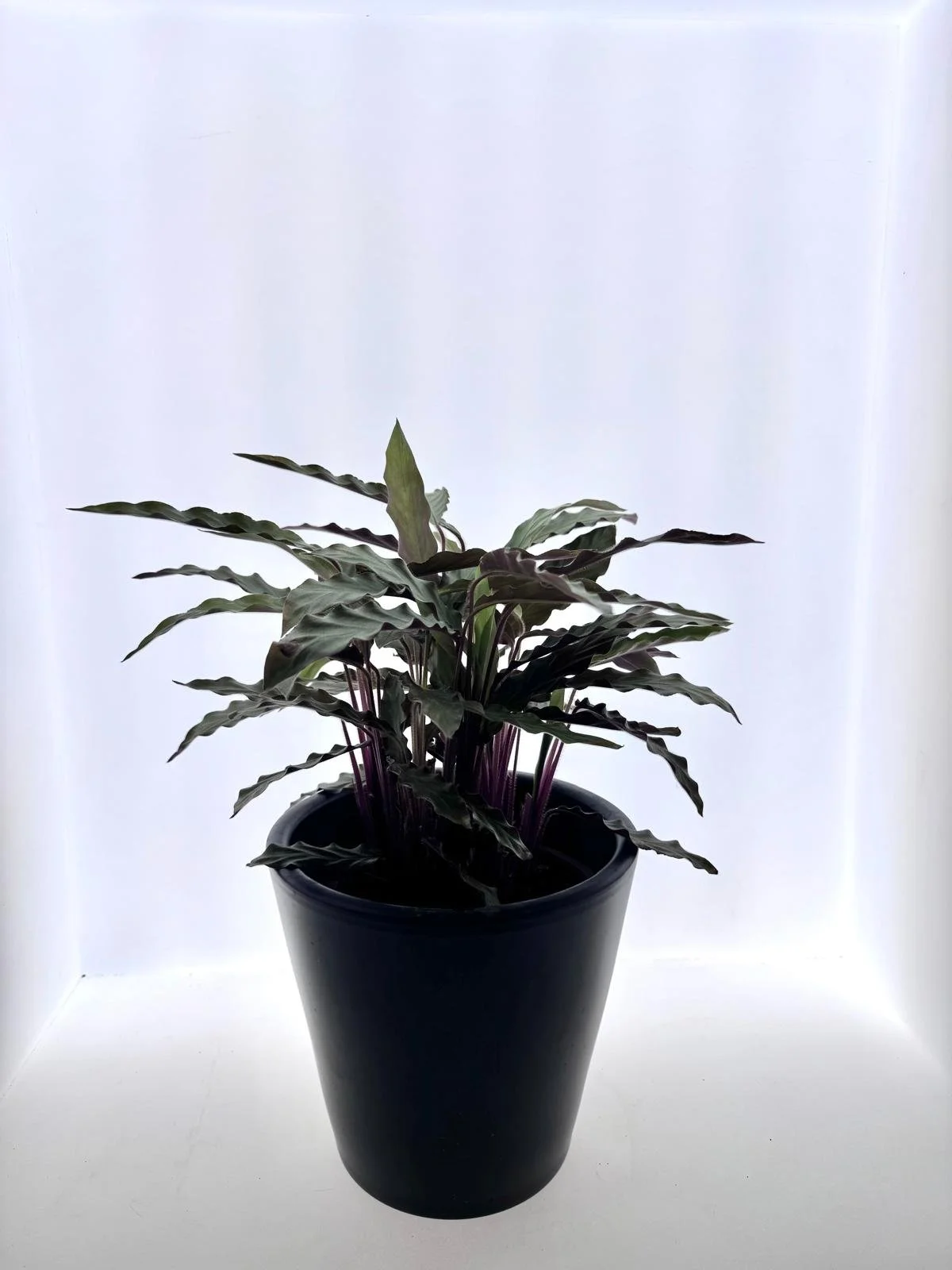 Calathea rufibarba