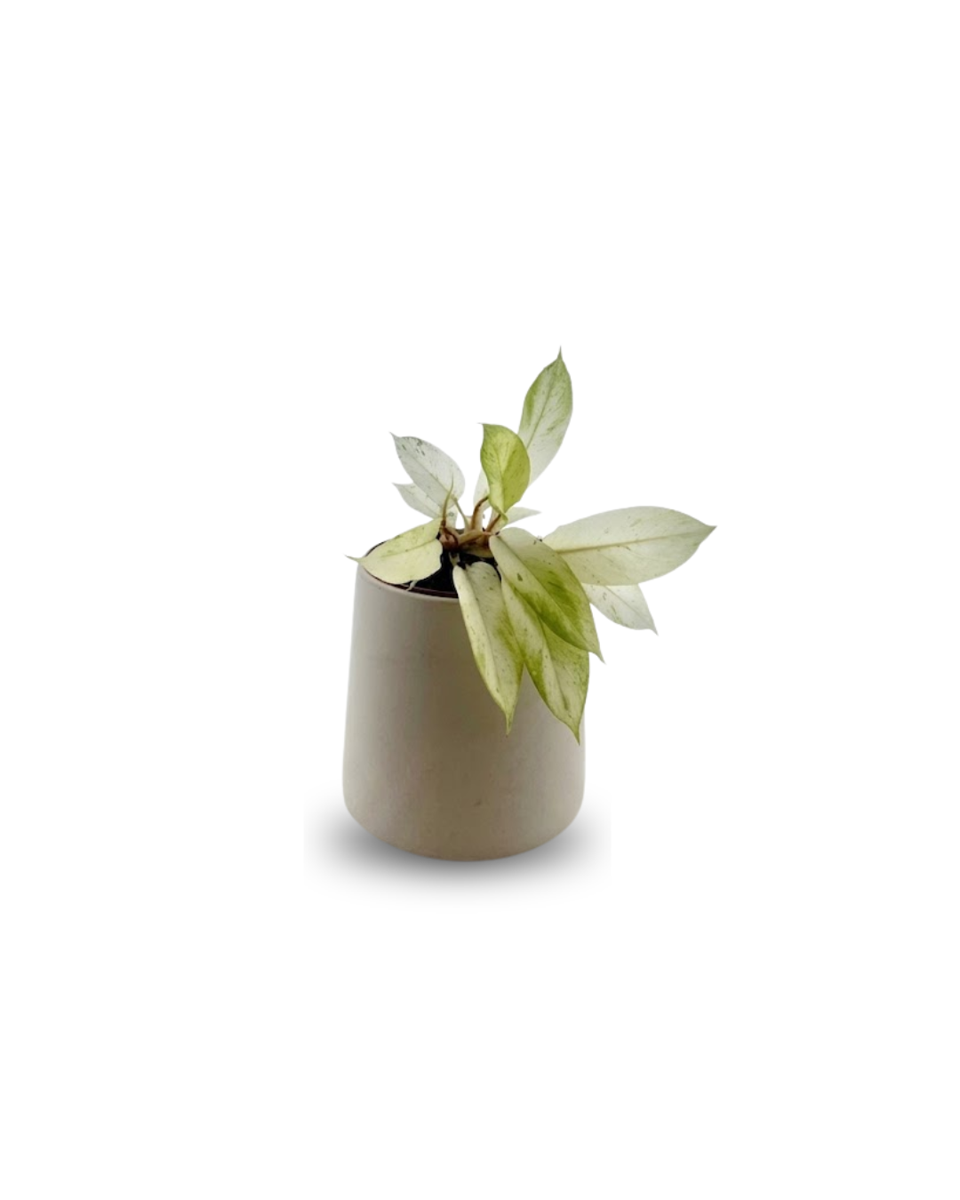 Philodendron ‘Snowdrift’