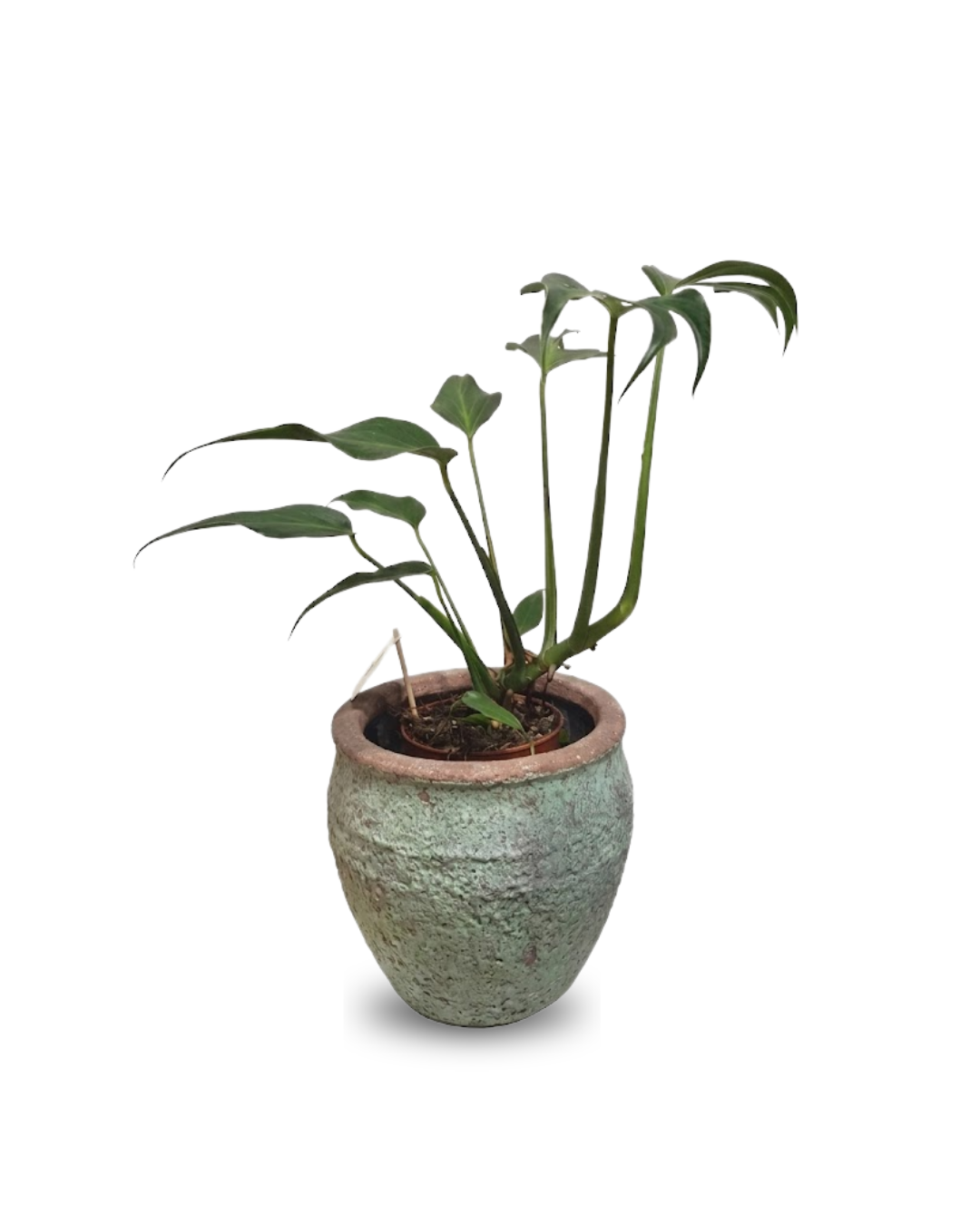 Monstera burle-marxii