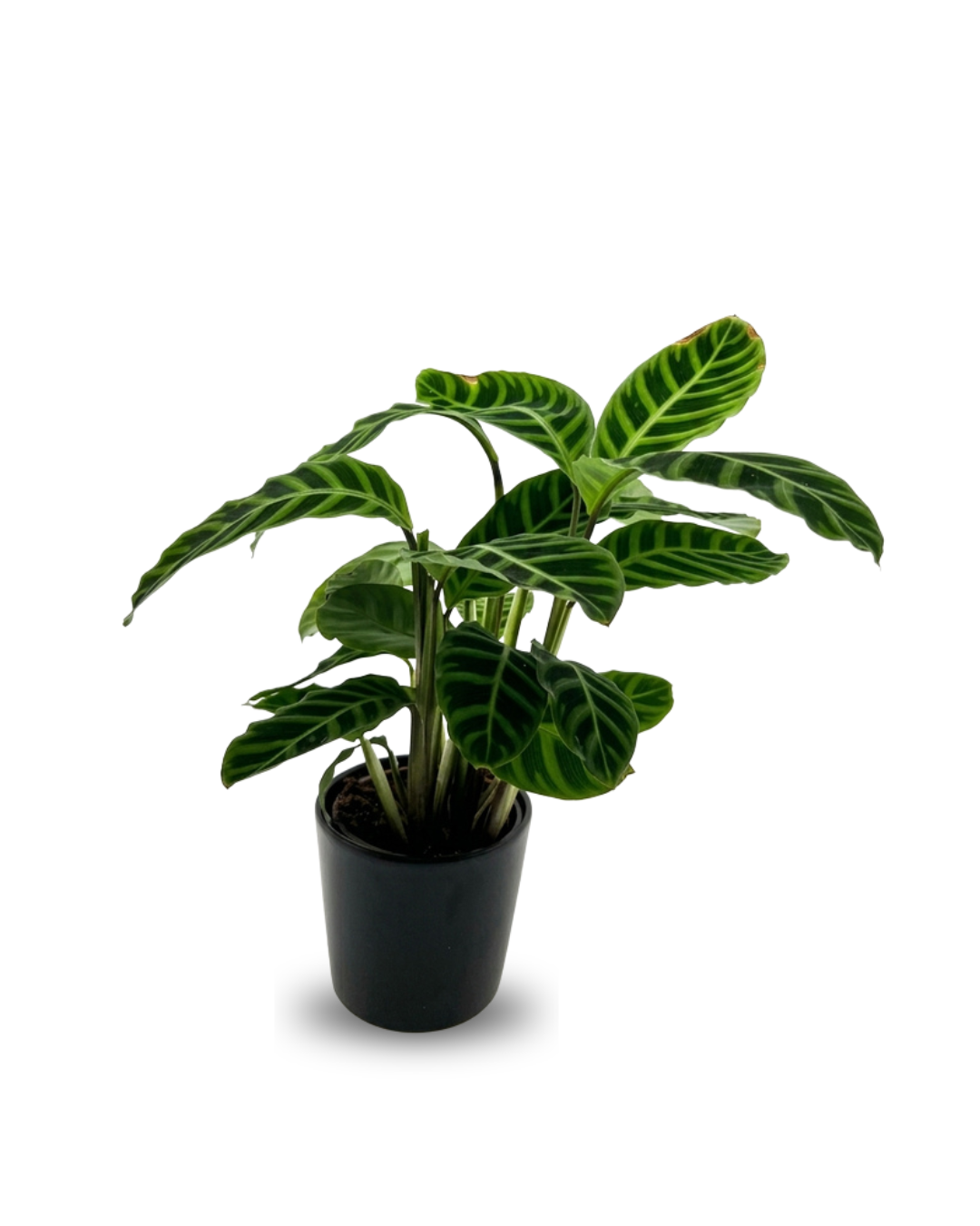 Calathea zebrina