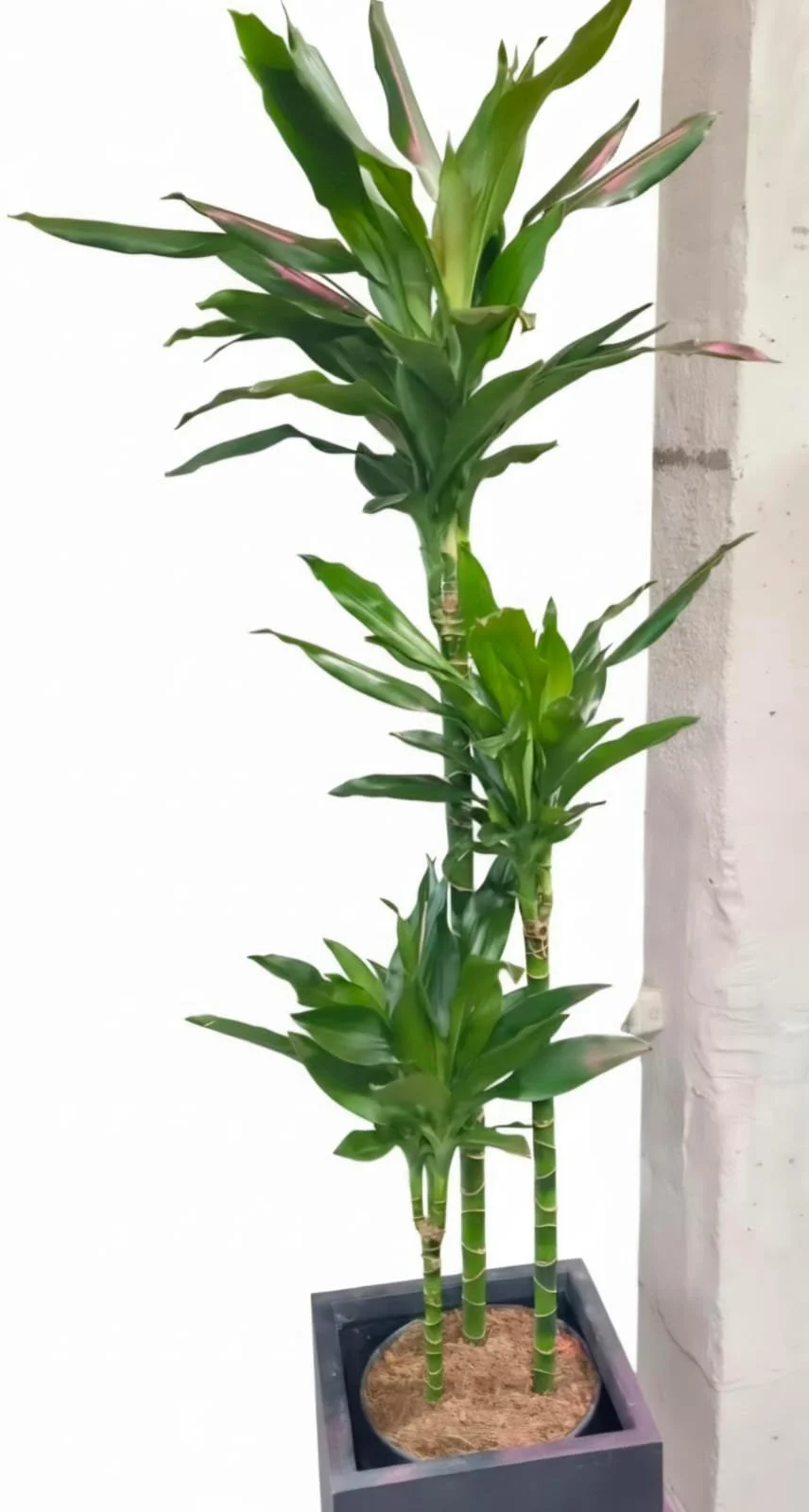 WhatsApp Image 2026-03-17 at 15.53.03 (7).jpeg