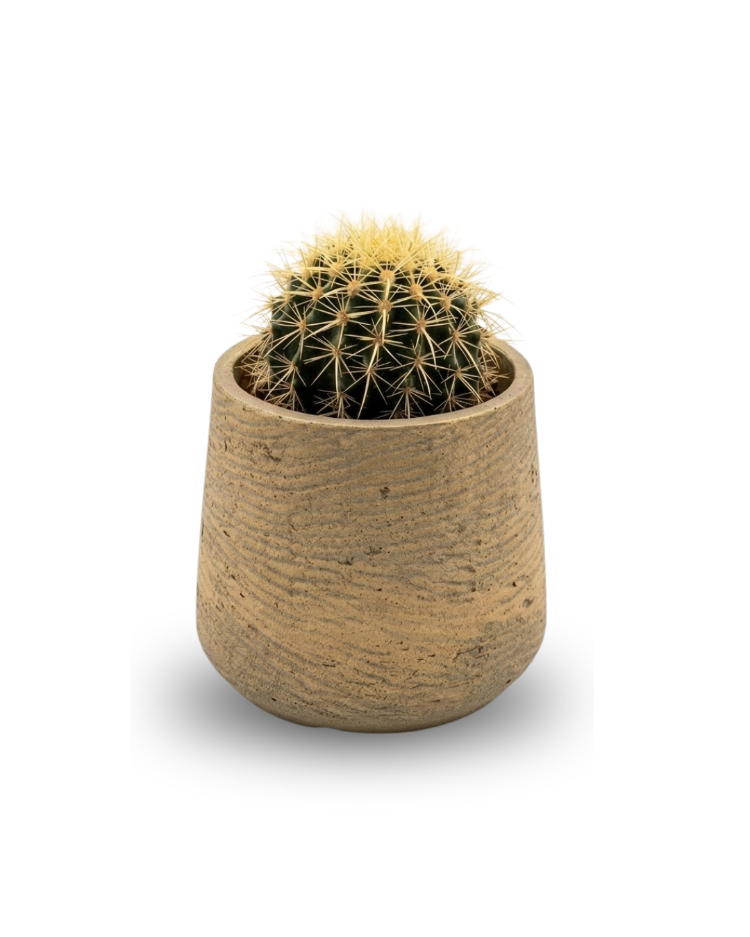Echinocactus grusonii