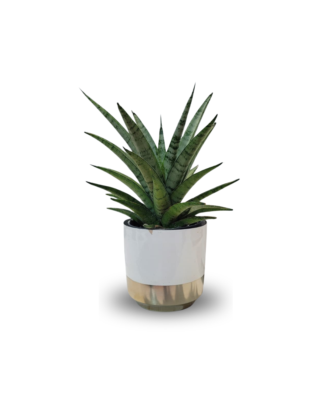 Sansevieria "Silver Crown"