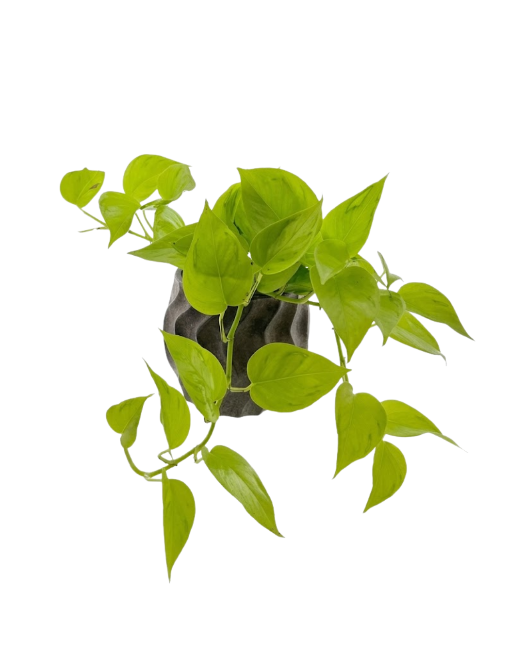 Epipremnum aureum ‘Neon’