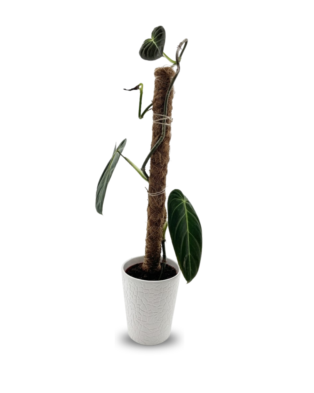 Philodendron Melanochrysum