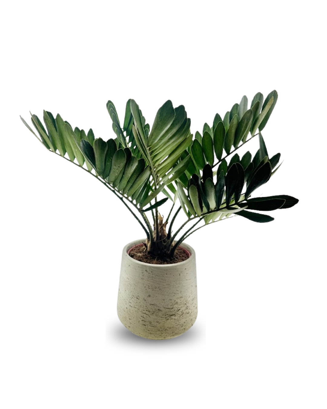 Zamia Furfuracea