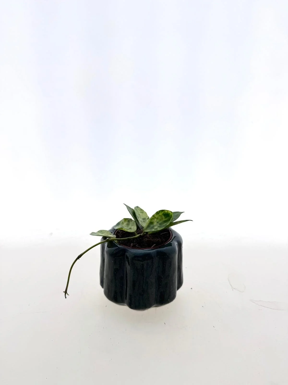 Hoya Lacunosa Amaril