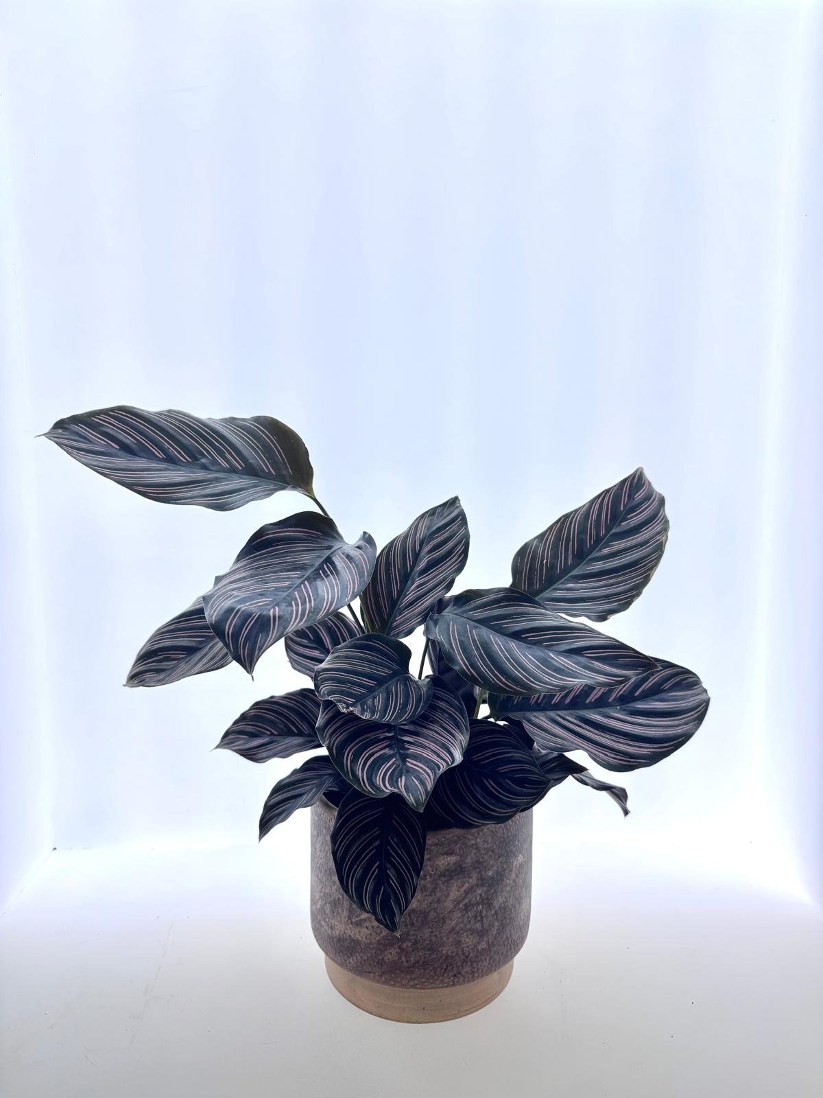 Calathea ornata ‘Sanderiana’