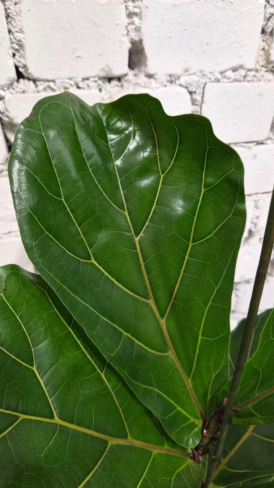 WhatsApp Image 2026-03-13 at 15.47.24 (3).jpeg