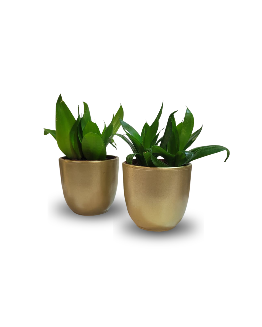 Sansevieria Mix