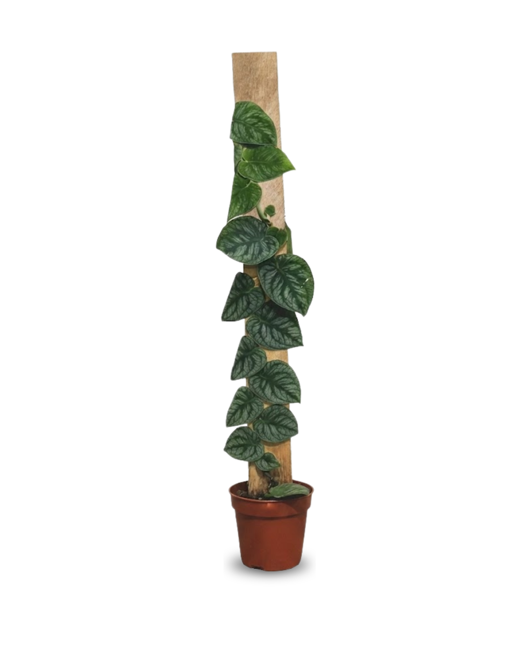 Monstera dubia