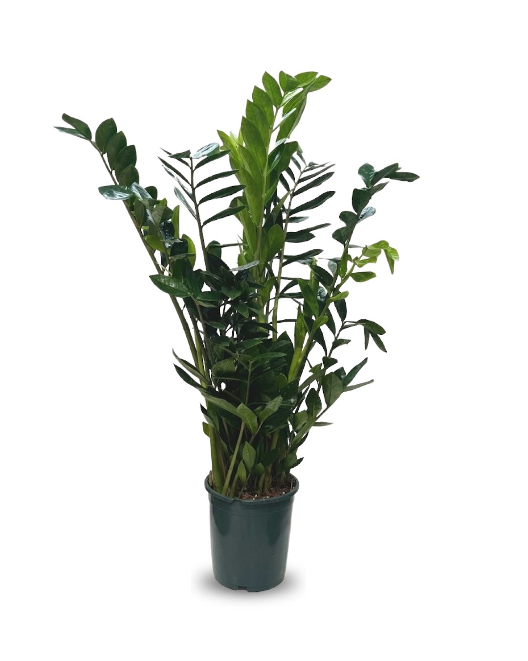 Zamioculcas zamiifolia Lucky Classi