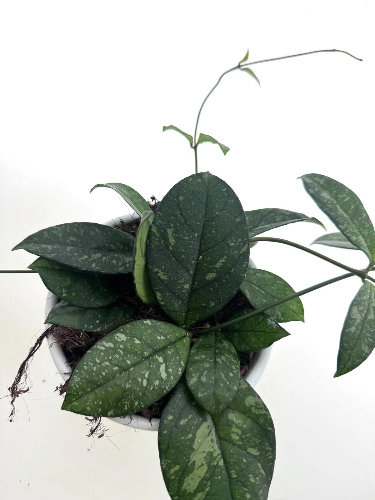 WhatsApp Image 2026-03-25 at 15.55.46 (1).jpeg