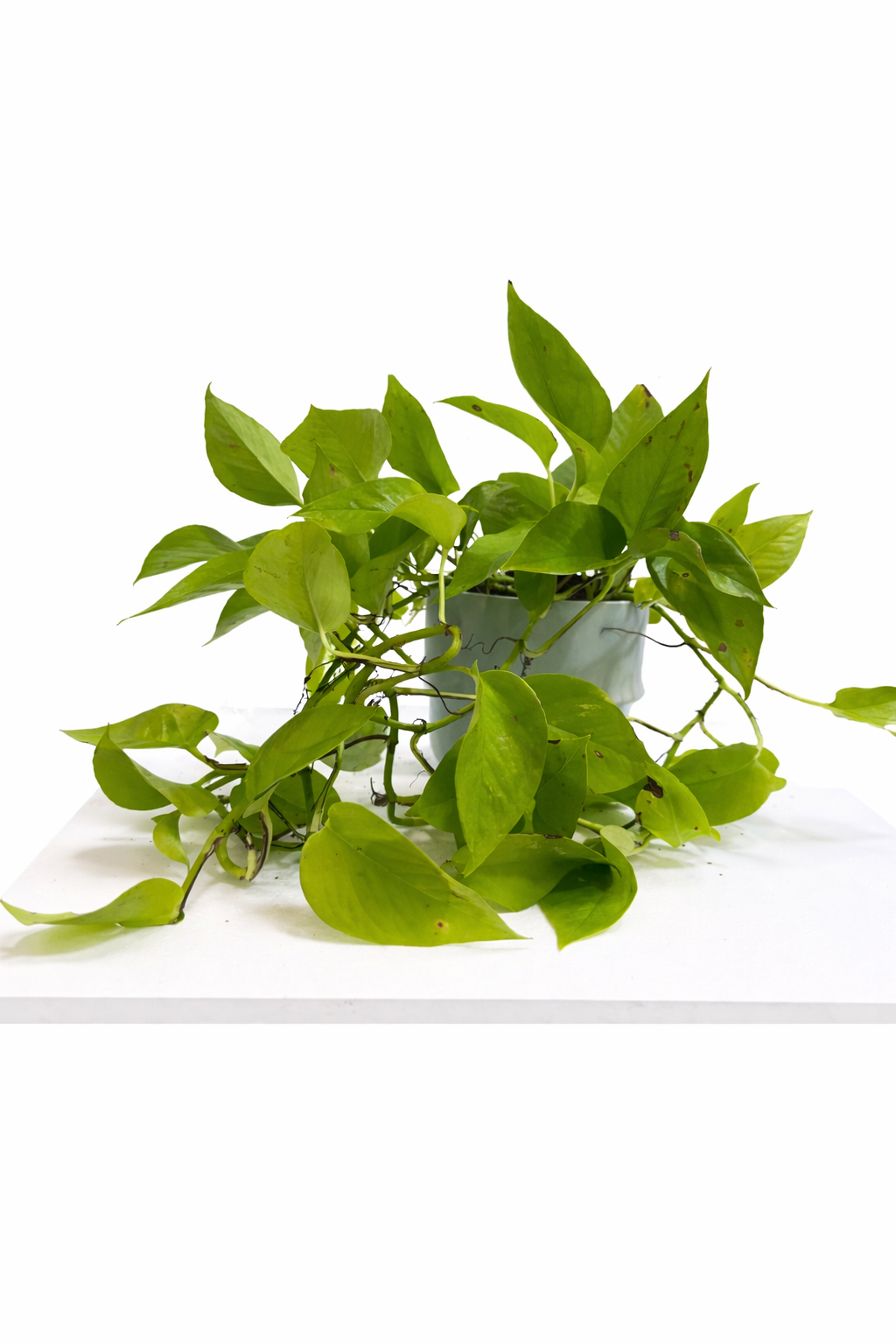 Epipremnum aureum ‘Neon’