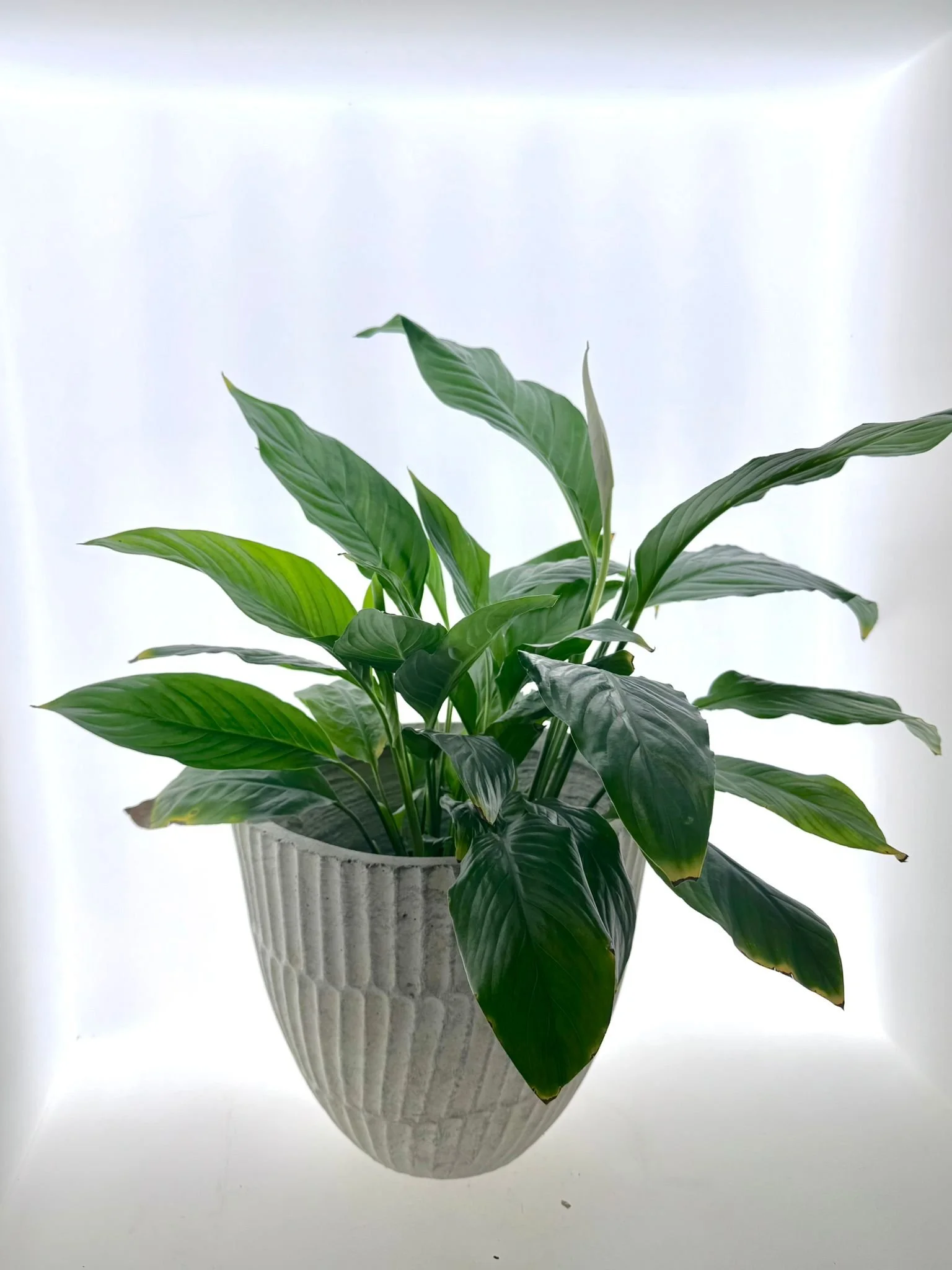 WhatsApp Image 2026-03-16 at 10.16.51.jpeg