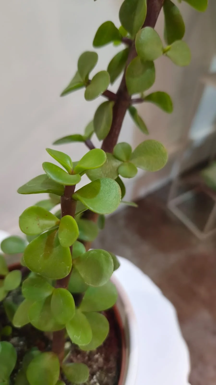 WhatsApp Image 2026-03-17 at 14.19.06 (4).jpeg