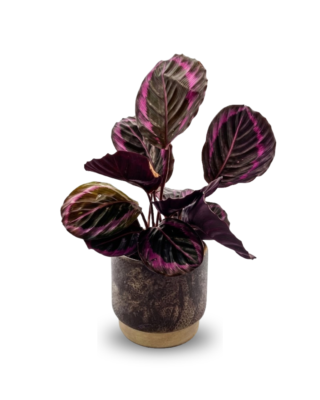 Calathea roseopicta