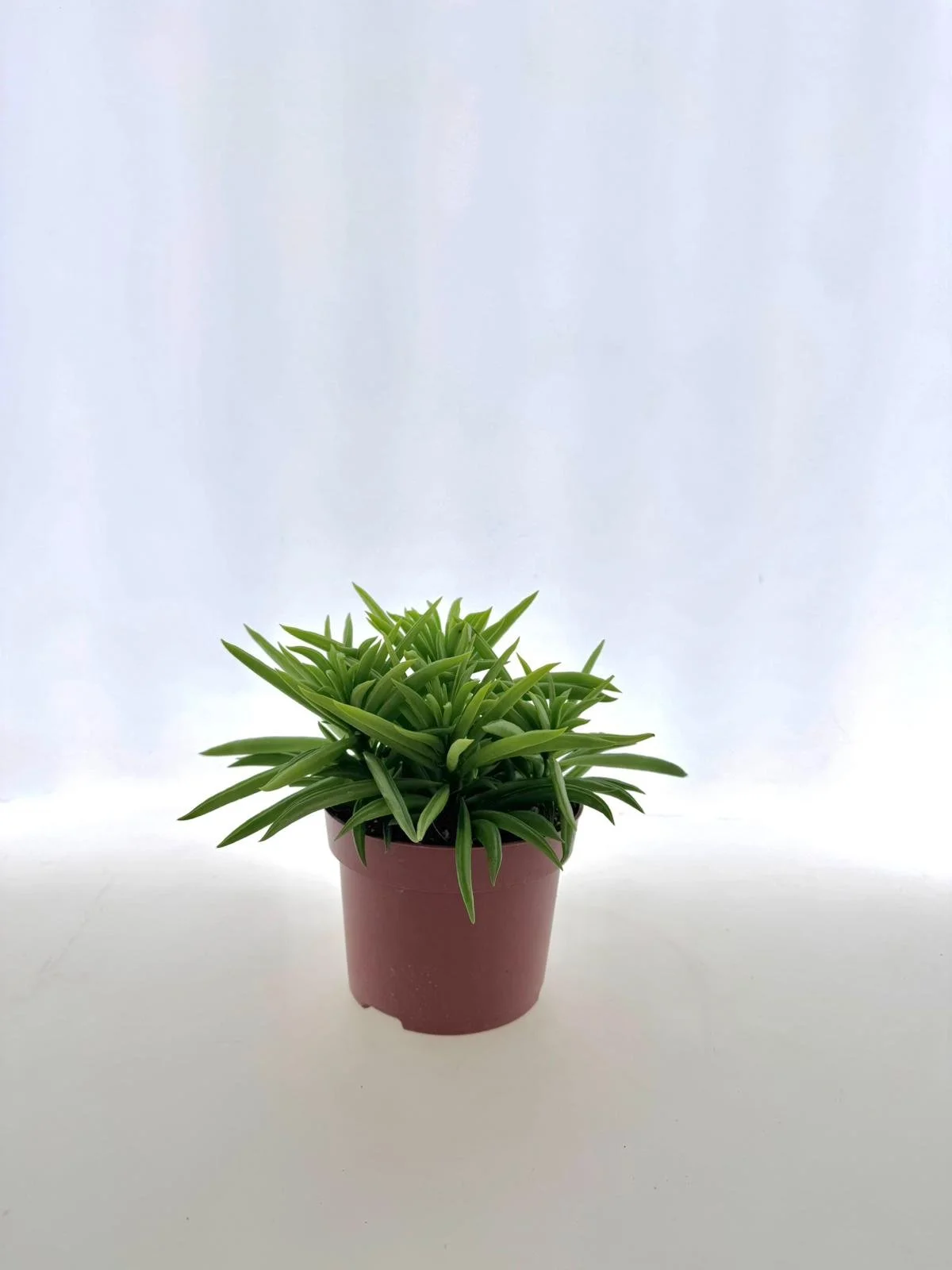 WhatsApp Image 2026-03-12 at 11.41.23.jpeg