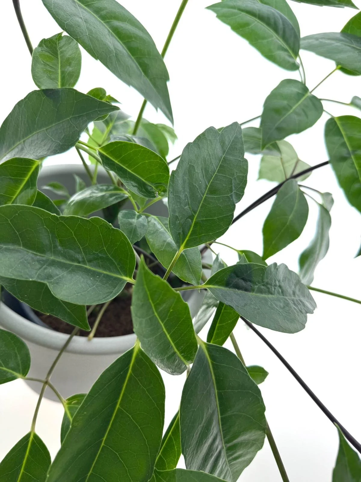 WhatsApp Image 2026-03-16 at 11.31.45.jpeg