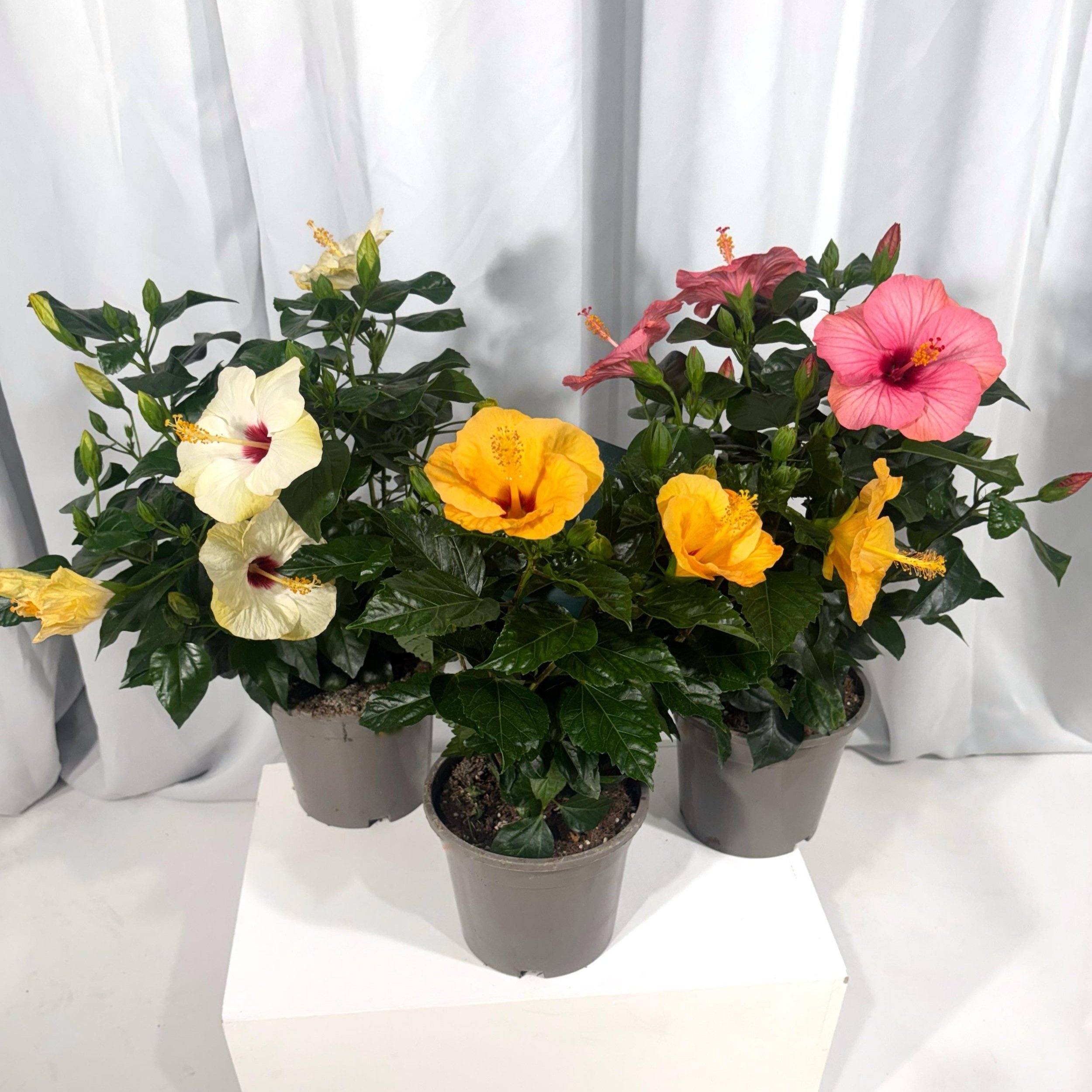 Hibiscus mix (ķīnas roze)