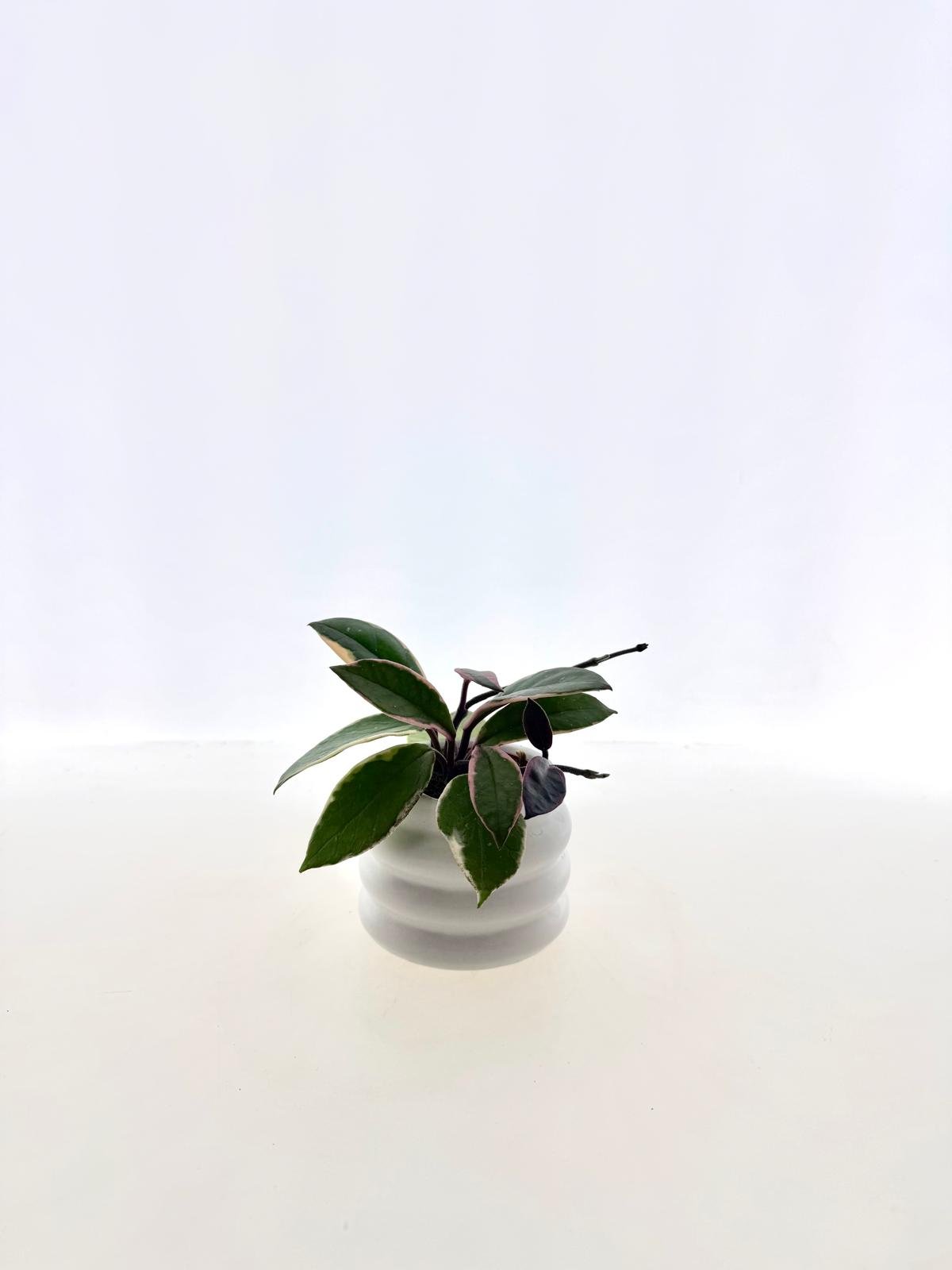 Hoya carnosa ‘Flamingo Dream’ / ‘Purple Pride’