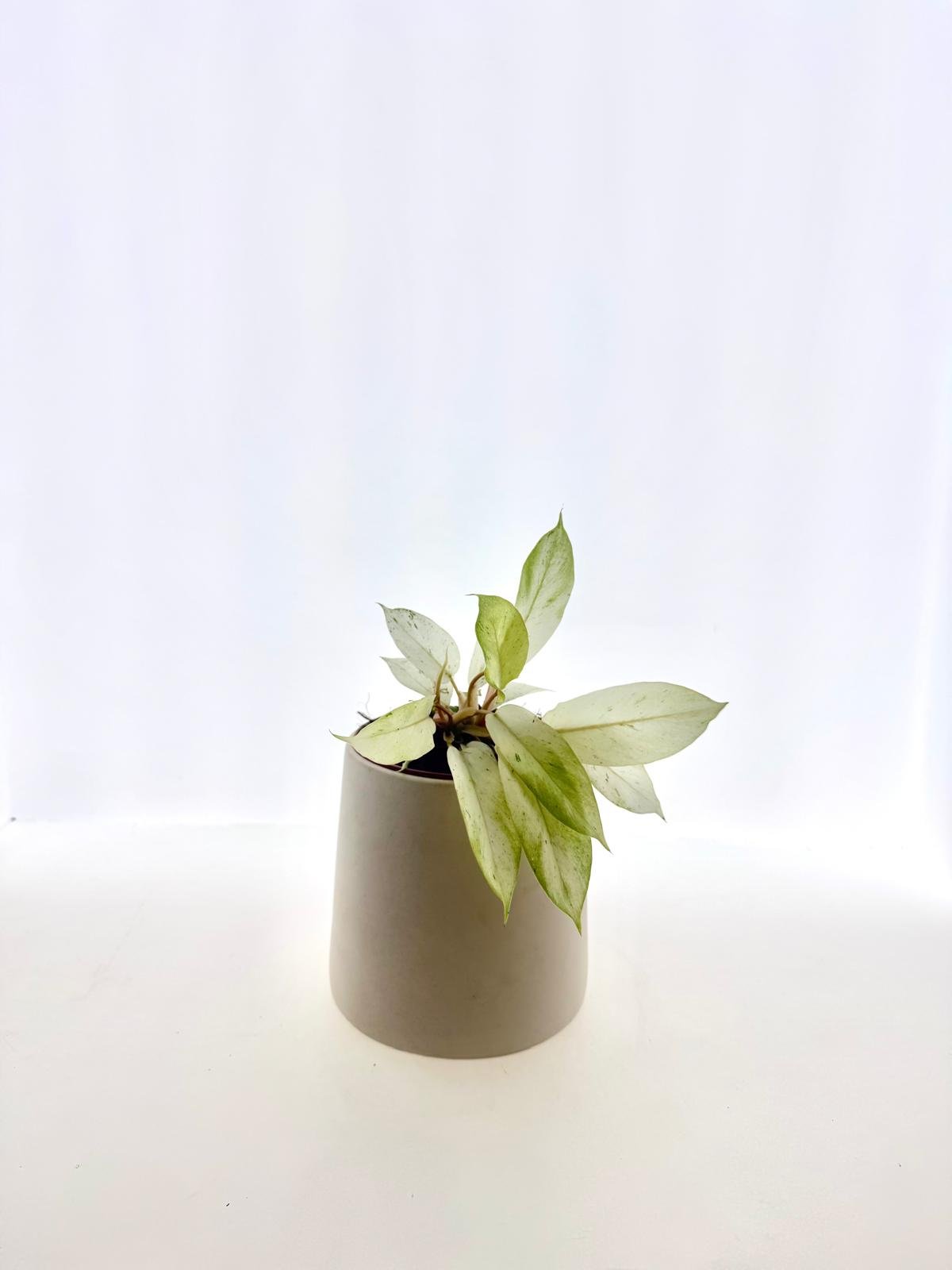 WhatsApp Image 2026-03-12 at 14.51.35.jpeg