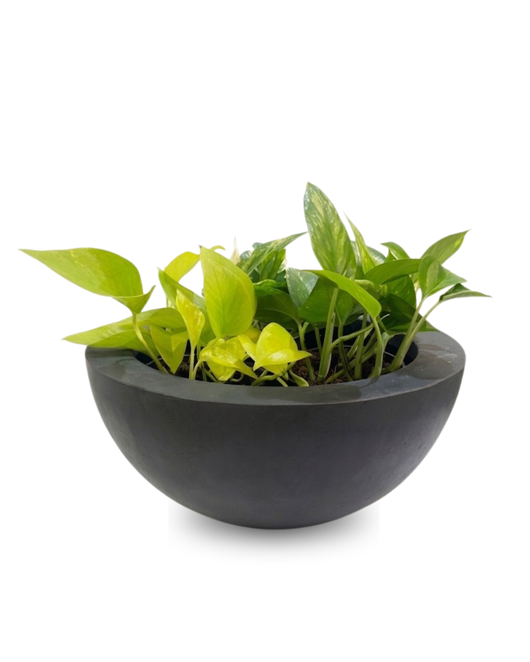 Epipremnum mix