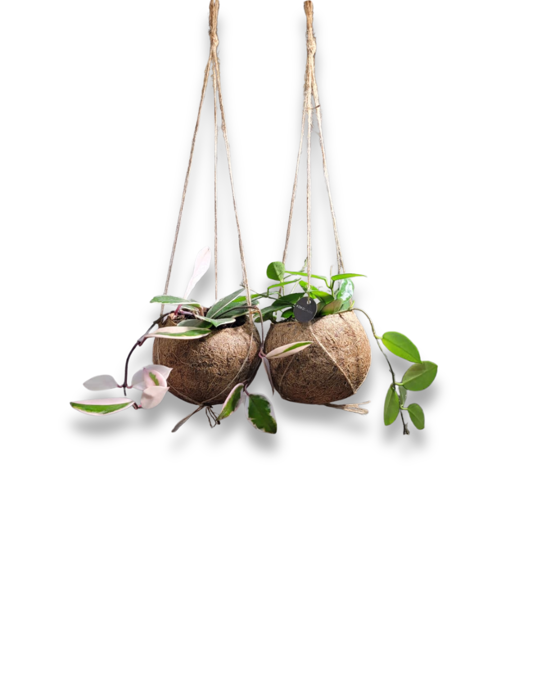 Hoya kokosriekstā mix