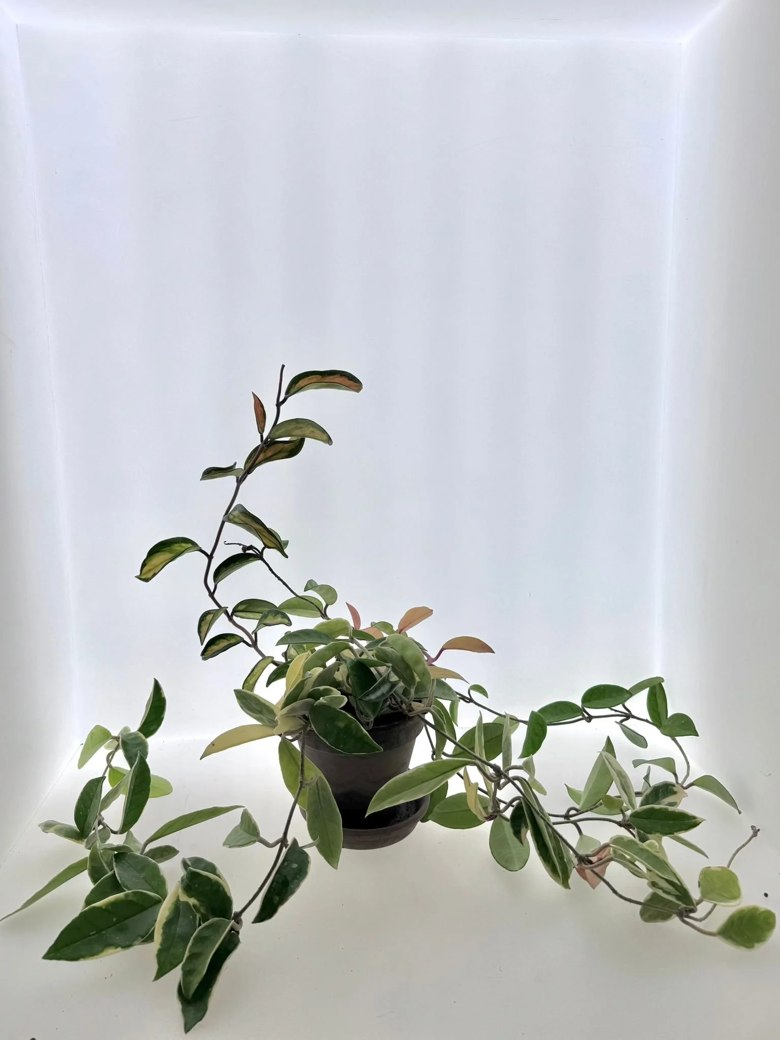 Hoya carnosa ‘Tricolor’