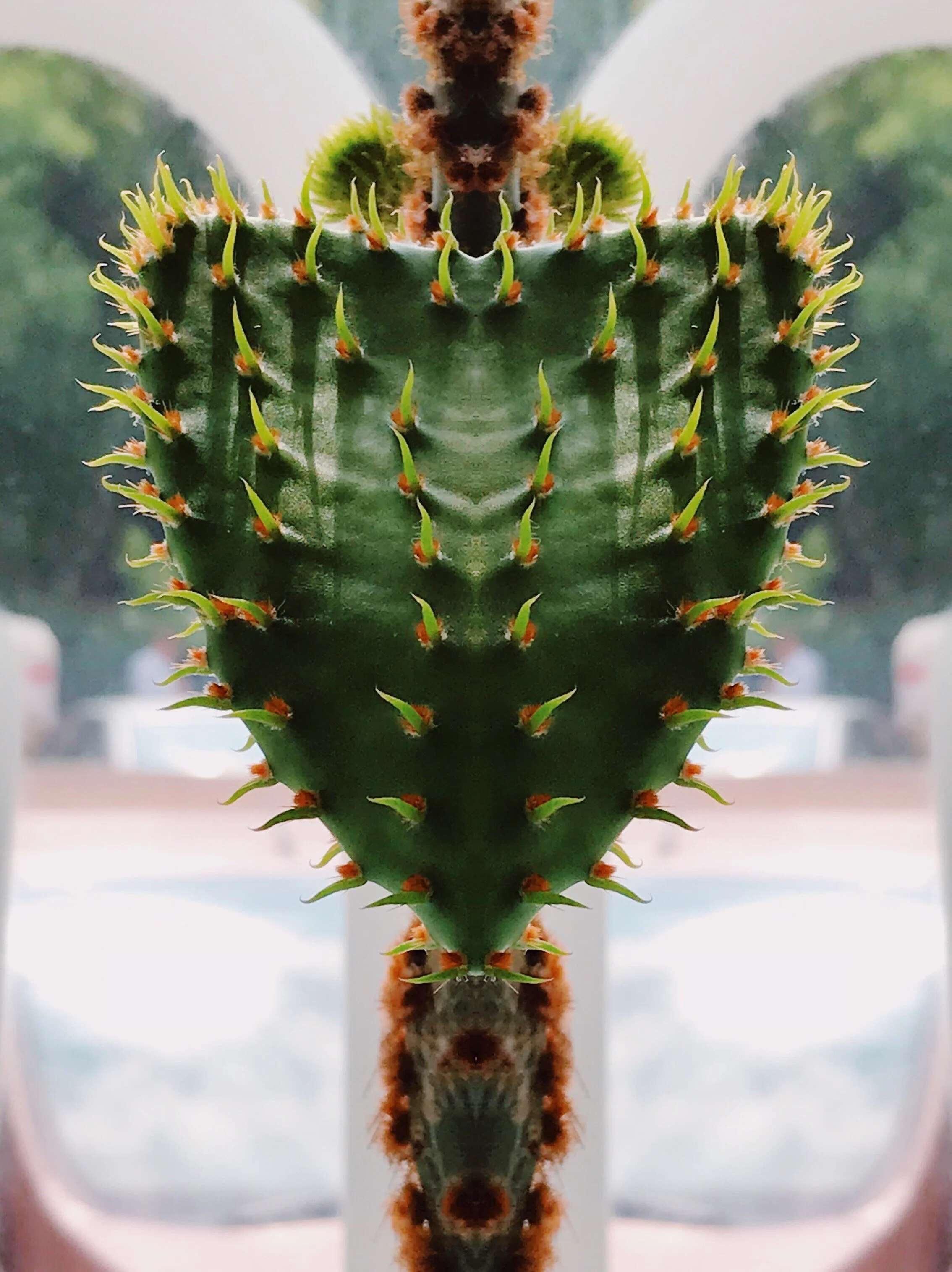 cactus heart.jpg
