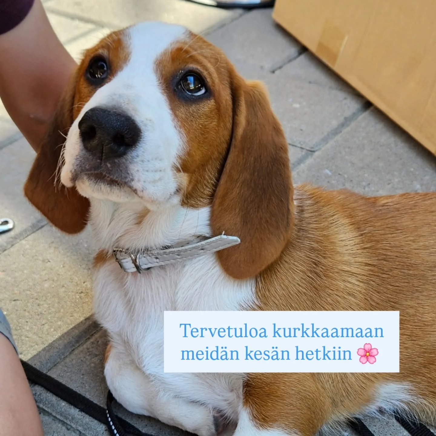 Mette, pieni dreeverin pentu, haettiin meille hein&auml;kuun alussa ja pisti kyll&auml; pakan hetkeksi aivan sekaisin 😍🐶

Tammisaaren retki koulujen p&auml;&auml;tt&auml;j&auml;isviikonloppuna oli yksi kes&auml;n parhaista 🌸🌸

Yksi ihan tavalline