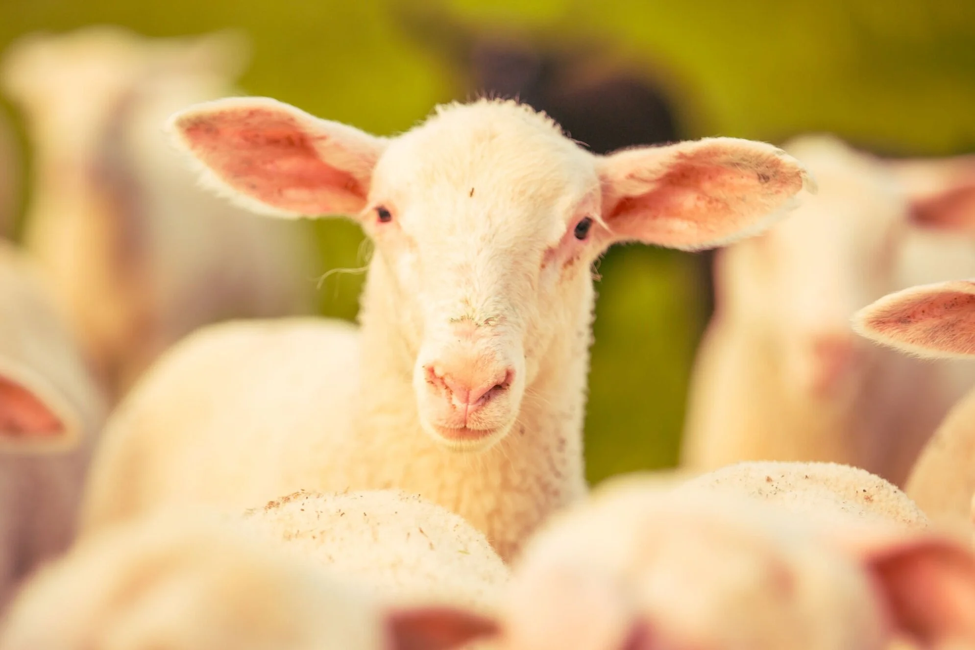 Sheep Farming with Nuevo Agri