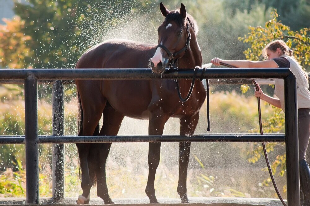 nuevo-equine-safe-grooming.jpg