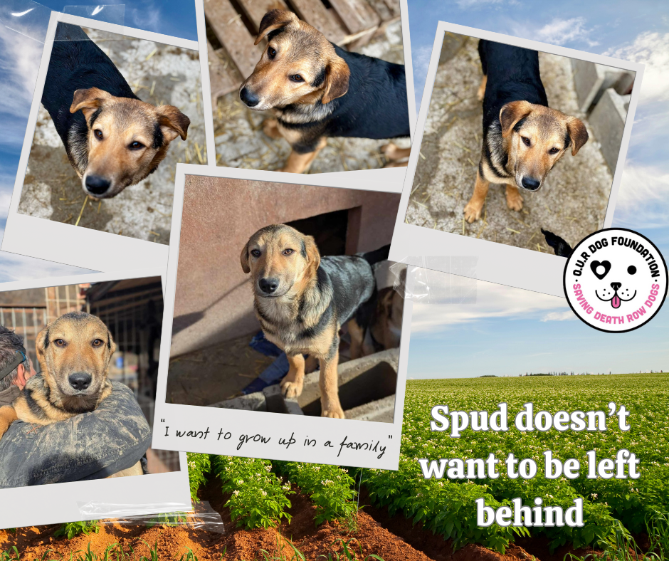 O.U.R Dog Foundation - Adopt a Rescue Dog