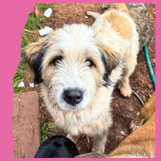 Ursa: 3 years, medium