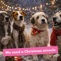 We need a Christmas Miracle