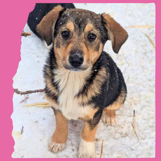 Faline: 4 months, large