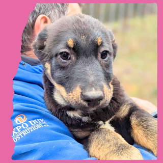 Quinn: 4 months, large