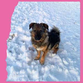 Snowy: 5 years, small 