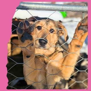 Tilly: 5 months, large