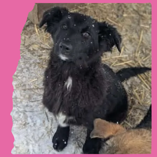 Roxie: 5 months, large