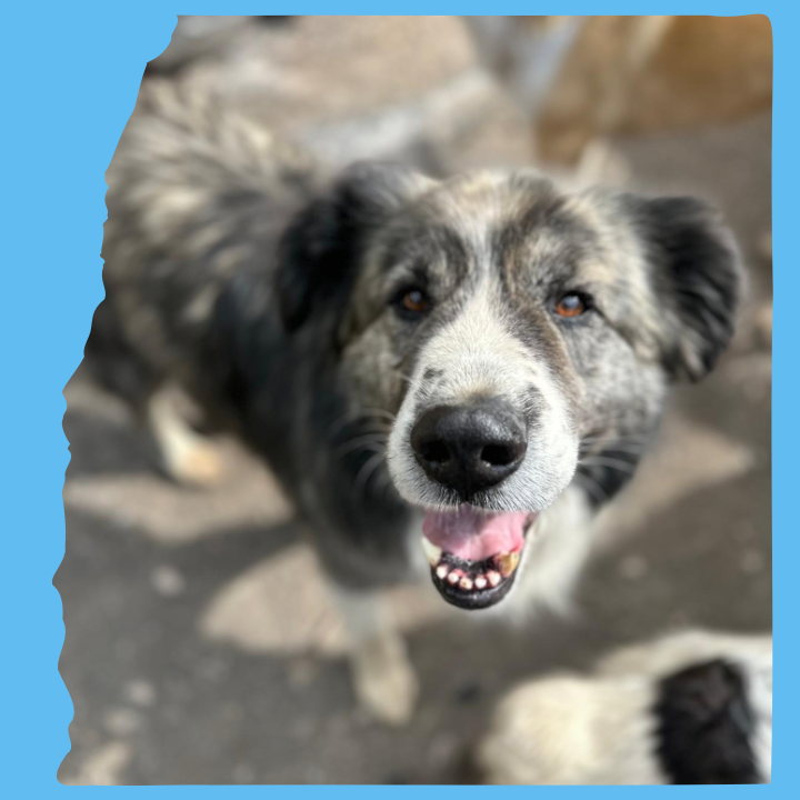 Iancu: 9 years, large