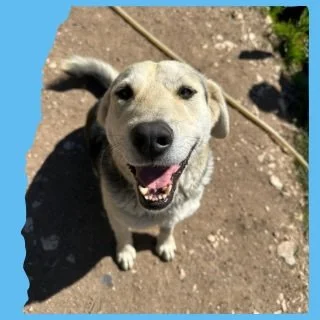 Gruia: 5 years, large 