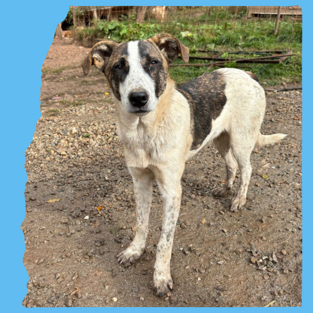 Benson: 10 months, medium